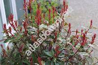 Photinia davidiana (Decne.) Card. (Stranvaesia davidiana Decne.)