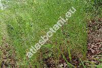 Poa nemoralis L. (Poa pratensis agg., Agrestis alba Kuntze)
