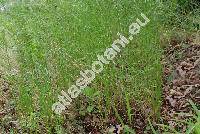 Poa nemoralis L. (Poa pratensis agg., Agrestis alba Kuntze)