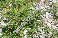 Lepidium didymum L. (Biscutella apelata Walt., Carara didyma (L.) Britt., Cochlearia humifusa Michx., Coronopus didymus (L.),  Crucifera senebiera Krause, Lepidium, Nasturtiolum pinnatum Moench, Senebiera pectinata DC.)