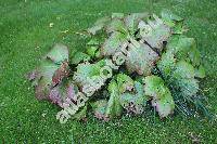 Rodgersia podophylla Gray (Rodgersia japonica Gray ex Reg.)