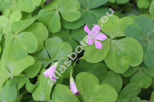 Oxalis violacea L. (Acetosella violacea (L.) Kuntze, Sassia violacea (L.) Holub)