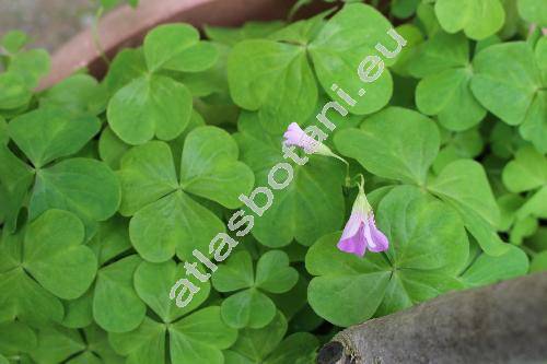Oxalis violacea L. (Acetosella violacea (L.) Kuntze, Sassia violacea (L.) Holub)