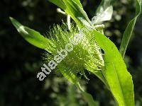 Asclepias fruticosa L. (Asclepias glabra Mill., Gomphocarpus angustifolius (Schweigg.) Link, Gomphocarpus cornutus Decne.)