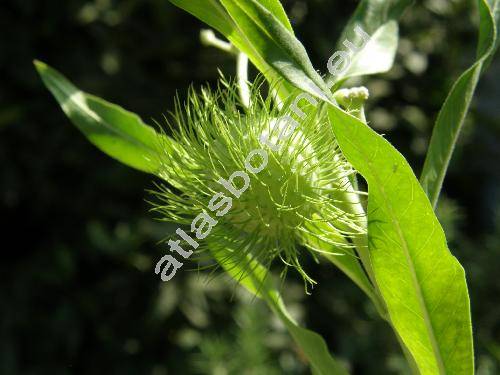Asclepias fruticosa L. (Asclepias glabra Mill., Gomphocarpus angustifolius (Schweigg.) Link, Gomphocarpus cornutus Decne.)
