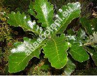 Quercus dentata 'Carl Ferris Miller'