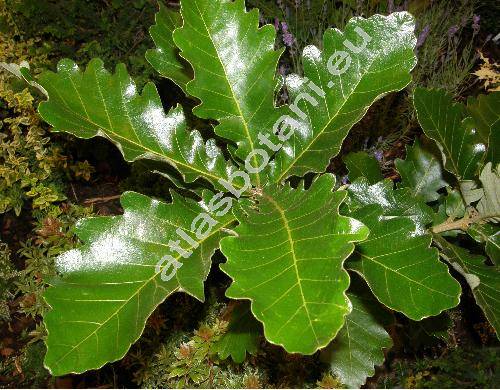 Quercus dentata 'Carl Ferris Miller'