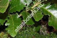 Quercus dentata 'Carl Ferris Miller'