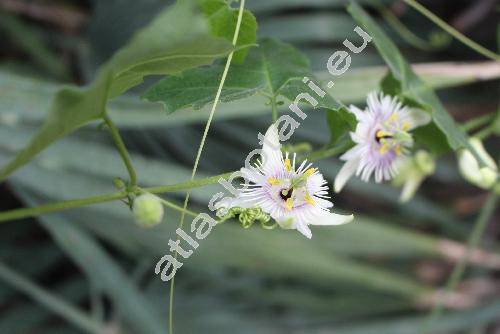 Passiflora morifolia Mast. (Passiflora dumetosa Barb., Passiflora erosa Rusby, Passiflora heydei Kill., Passiflora warmingii Mast.)