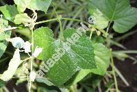 Passiflora morifolia Mast. (Passiflora dumetosa Barb., Passiflora erosa Rusby, Passiflora heydei Kill., Passiflora warmingii Mast.)