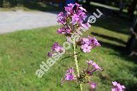 Phlox 'Pink'