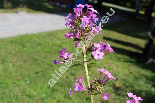 Phlox 'Pink'