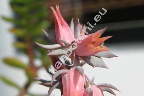 Echeveria shaviana Walth.