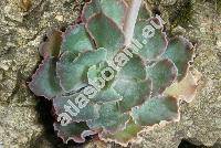 Echeveria shaviana Walth.