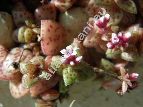 Crassula capitella subsp. thyrsiflora (Thunb.) Toelk. (Crassula luederitzii Schnl.)