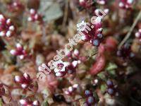 Crassula capitella subsp. thyrsiflora (Thunb.) Toelk. (Crassula luederitzii Schnl.)