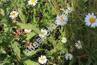 Anthemis austriaca Jacq. (Cota austriaca (Jacq.) Schulz, Chamaemelum austriacum (Jacq.) J. Presl et C. Presl)