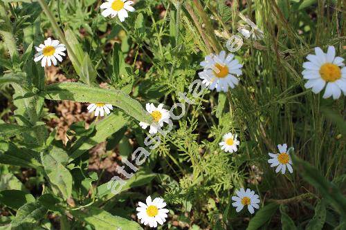 Anthemis austriaca Jacq. (Cota austriaca (Jacq.) Schulz, Chamaemelum austriacum (Jacq.) J. Presl et C. Presl)