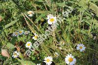 Anthemis austriaca Jacq. (Cota austriaca (Jacq.) Schulz, Chamaemelum austriacum (Jacq.) J. Presl et C. Presl)