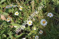 Anthemis austriaca Jacq. (Cota austriaca (Jacq.) Schulz, Chamaemelum austriacum (Jacq.) J. Presl et C. Presl)