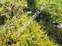 Hamatocaulis vernicosus (Mitt.) Hed. (Harpidium vernicosum (Mitt.) Jens., Drepanocladus vernicosus (Mitt.) Warnst., Limprichtia  vernicosa Loeske, Scorpidium  vernicosum (Mitt.) Tuom.)