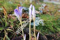 Crocus speciosus Bieb.