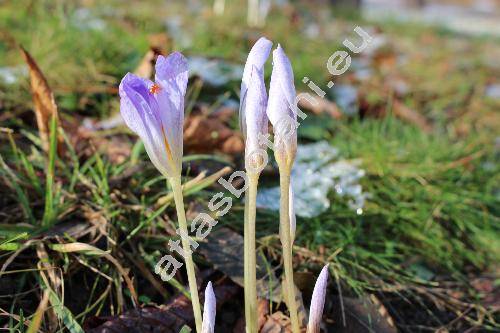 Crocus speciosus Bieb.