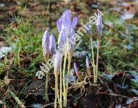 Crocus speciosus Bieb.