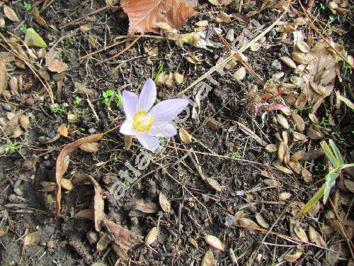 Crocus kotschyanus Koch