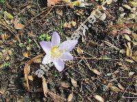 Crocus kotschyanus Koch