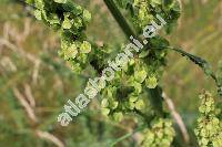 Rumex longifolius DC. (Rumex domesticus Hartm., Lapathum, Acetosa)