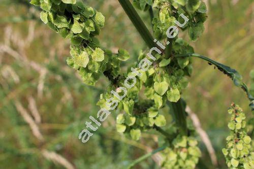 Rumex longifolius DC. (Rumex domesticus Hartm., Lapathum, Acetosa)