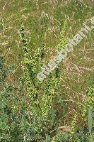 Rumex longifolius DC. (Rumex domesticus Hartm., Lapathum, Acetosa)