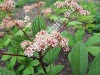 Rodgersia aesculifolia var. henricii (Rodgersia aesculifolia var. henricii  (Franchet in Prince Henri dOrleans) Wu ex Pan, Rodgersia henricii (Franchet in Prince Henri dOrleans) Franch.)