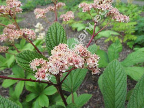 Rodgersia aesculifolia var. henricii (Rodgersia aesculifolia var. henricii  (Franchet in Prince Henri dOrleans) Wu ex Pan, Rodgersia henricii (Franchet in Prince Henri dOrleans) Franch.)