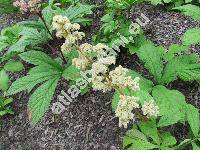 Rodgersia aesculifolia var. henricii (Rodgersia aesculifolia var. henricii  (Franchet in Prince Henri dOrleans) Wu ex Pan, Rodgersia henricii (Franchet in Prince Henri dOrleans) Franch.)