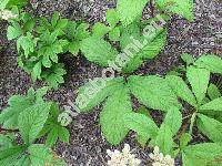 Rodgersia aesculifolia var. henricii (Rodgersia aesculifolia var. henricii  (Franchet in Prince Henri dOrleans) Wu ex Pan, Rodgersia henricii (Franchet in Prince Henri dOrleans) Franch.)