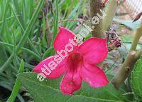 Adenium multiflorum Klotzsch (Adenium obesum var. multiflorum (Klotzsch) Codd, Nerium obesum Forssk.)