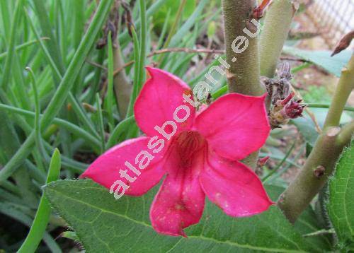 Adenium multiflorum Klotzsch (Adenium obesum var. multiflorum (Klotzsch) Codd, Nerium obesum Forssk.)