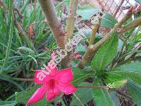 Adenium multiflorum Klotzsch (Adenium obesum var. multiflorum (Klotzsch) Codd, Nerium obesum Forssk.)