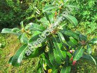 Adenium multiflorum Klotzsch (Adenium obesum var. multiflorum (Klotzsch) Codd, Nerium obesum Forssk.)