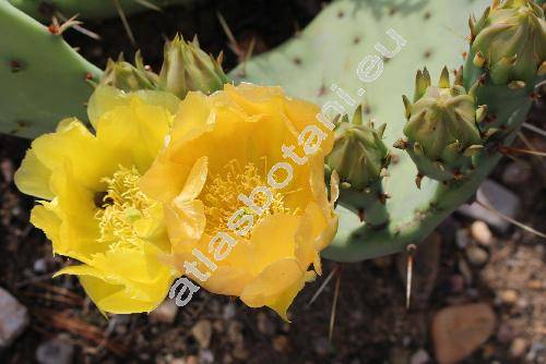 Opuntia humifusa (Raf.) Raf. (Opuntia compressa Macbr., Opuntia calcicola Wherry, Opuntia cumulicola Small)