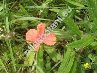 Papaver dubium L. (Papaver dubium subsp. lecoqii (Lamotte) Syme)