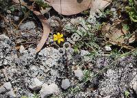 Lactuca alpestris (Gand.) Rech. f. (Scariola alpestris (Gand.) Holub, Lactuca viminea subsp. alpestris (Gand.) Ferkov, Phaenixopus)