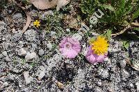 Lactuca alpestris (Gand.) Rech. f. (Scariola alpestris (Gand.) Holub, Lactuca viminea subsp. alpestris (Gand.) Ferkov, Phaenixopus)