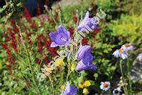 Campanula persicifolia L.