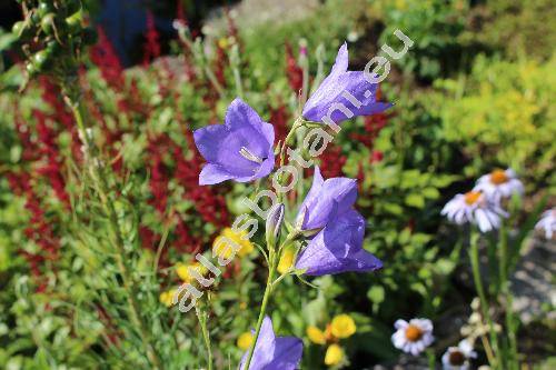 Campanula persicifolia L.