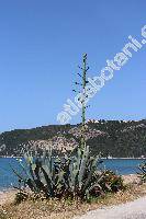 Agave americana L.