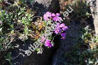 Aubrieta deltoidea (L.) DC.