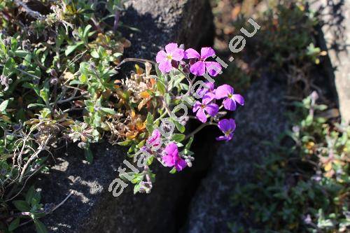 Aubrieta deltoidea (L.) DC.